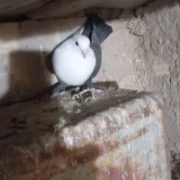 جفت‌کربلای‌ویک‌ماده‌تک