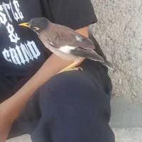 مینا نر خوشگل بدون عیب