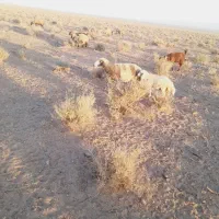 بره رگاهی شیر خورده
