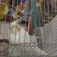 عروس هلندی ماده