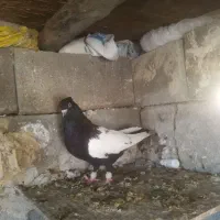 سینه سیاه نر تازه ۱۰ بند