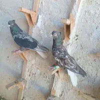 کفتر هفت رنگ دم سفید