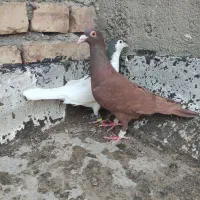 کبوترسرخ ماده و جوجه طوقی