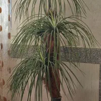 نخل مصنوعی