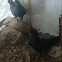 کفتر خوب  زاغ کرمانی