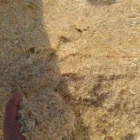 کاه جو وگندم باکیفیت