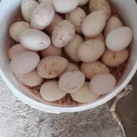 تخم بوقلمون محلی