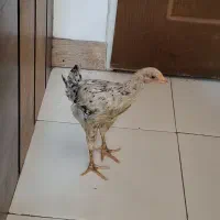 جوجه شش ماهه