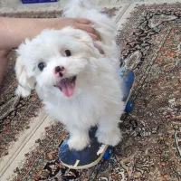 توله سگ پودل کراس