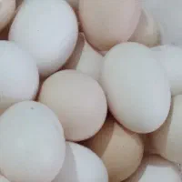 تخم مرغ محلی
