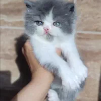 گربه بریتیش رنگ خاص