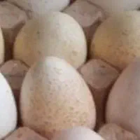 تخم نطفه دار بوقلمون