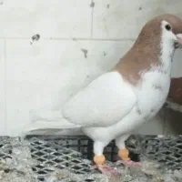 دو عدد نر|پرنده|خرمشهر, |دیوار