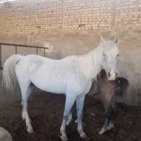 فروش اسب مادیون اصیل ایرانی با کره