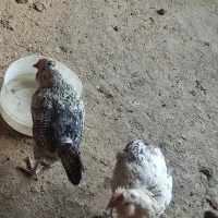دوتا مرغ گلین جوان کاکلی