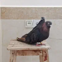 کبوتر|پرنده|عجب شیر, |دیوار
