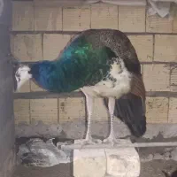 یک جفت طاووس هندی