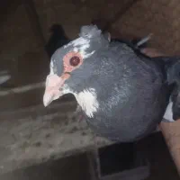 کبوتر