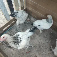 جوجه برهما چهار ماهه