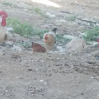 خروس جوان وهیکلی