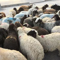 گوسفند فروش تکی و عمده بره نره (سبک و سنگین)