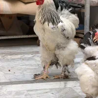 مولد برهما