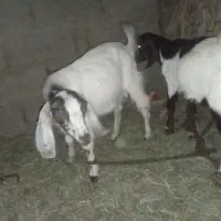 دوعدد چپش رشتی دوقل