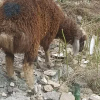 یک عددبره شیرمست تک