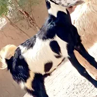 کهره نر مری