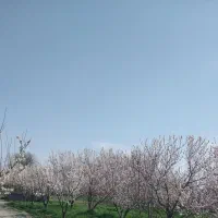 933مترباغچه