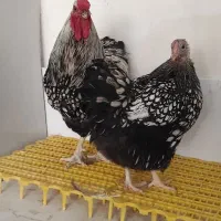 جوجه و نیمچه و تخم ویاندوت سیلور