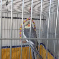 عروس هلندی نر