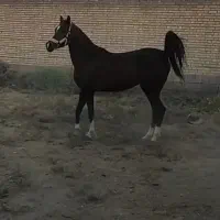 اسب|اسب و تجهیزات اسب‌سواری|کرخه, |دیوار