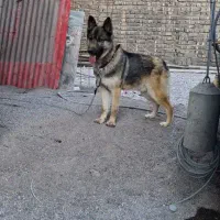 سگ ژرمن