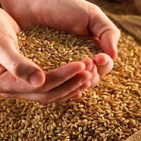 غذای کامل غاز