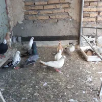 کبوتر سر حال  و سالم