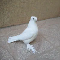 جوجه راعبی دو کاکل