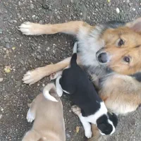 توله سگ ژرمن|سگ|پیربازار, |دیوار