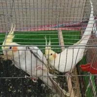 یک جفت عروس هلندی مولد