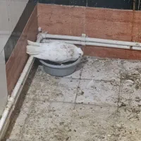کفتر کبوتر جفت دم سفید