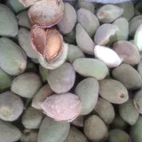 بادام پوست کاغذی محب