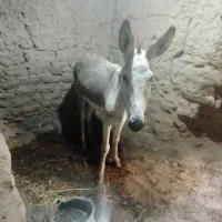 خر سگی|حیوانات مزرعه|نیشابور, ماروسک|دیوار