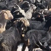 ۳۰ جفت بز  داشتی که ۲۵ عدد کهره داره هست
