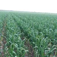 فروش سیر مغان