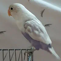 کوتوله برزیلی مارال