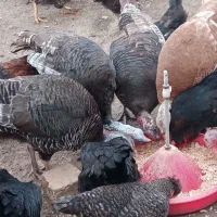 مرغ و خروس و بوقلمون