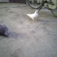 کفتر|پرنده|جوکار, |دیوار