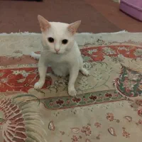 واگذاری گربه