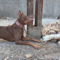 ماده دوبرمن بلوطی