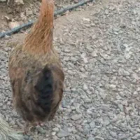 حیوانات مزرعه